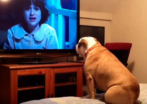 YouTube: Su mascota vio una película de terror y así reaccionó