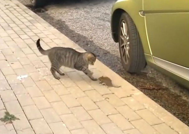 YouTube: Ratón karateca y gato se enfrentaron de esta alucinante manera
