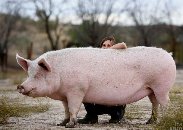 Viral: ¡Encontraron un bebé dentro de un cerdo!  - FOTOS