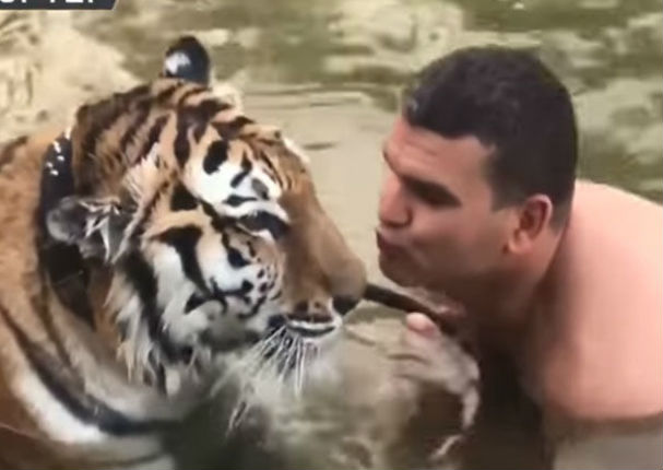YouTube: Quería besar a un tigre y esto pasó
