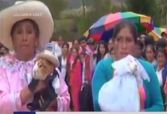 Viral: Casaron a cuyes de esta insólita manera en Cajamarca (VIDEO)