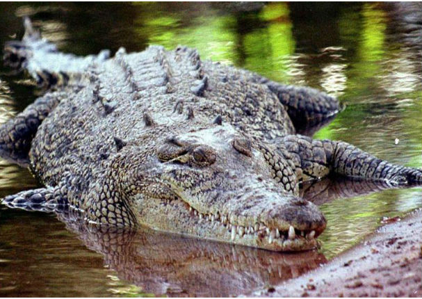 Viral: ¡Encontraron algo terrorífico en el cocodrilo!