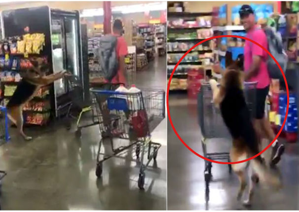 ¡Perro va de compras al centro comercial y sorprende a todos! (VIDEO)