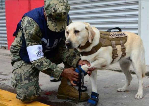 Ella es Frida, la perrita que está rescatando a las personas en México - VIDEO