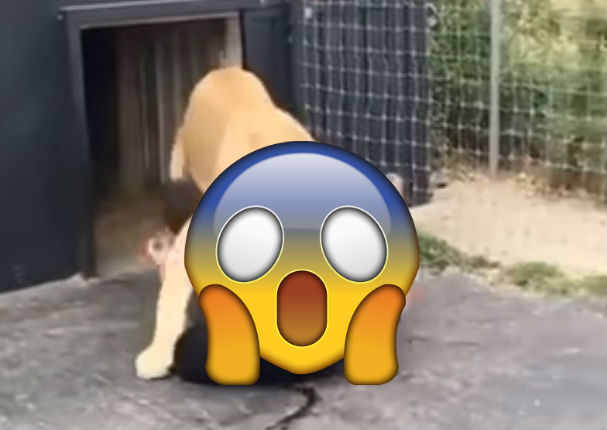 Felino se reencuentra con su dueño ¡Mira lo que pasa! (VIDEO)