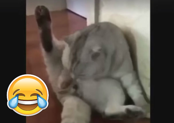 ¡Viral! Mira la reacción de este gato al enterarse que fue esterilizado (VIDEO)