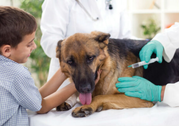 Minsa vacunará a mascotas contra la rabia