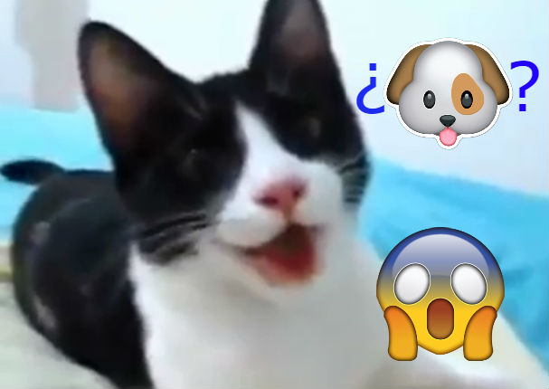 Facebook viral: Tierno gato imitando a un perro causa gran ternura (VIDEO)