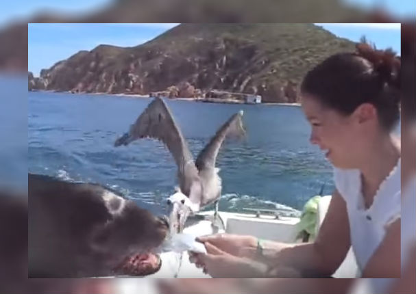 Youtube Viral: Un tierno lobo marino pide comida a turistas sorprendidos (VIDEO)