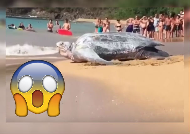 Youtube Viral: Graban a tortuga gigante en playa de México y causa gran asombro (VIDEO)