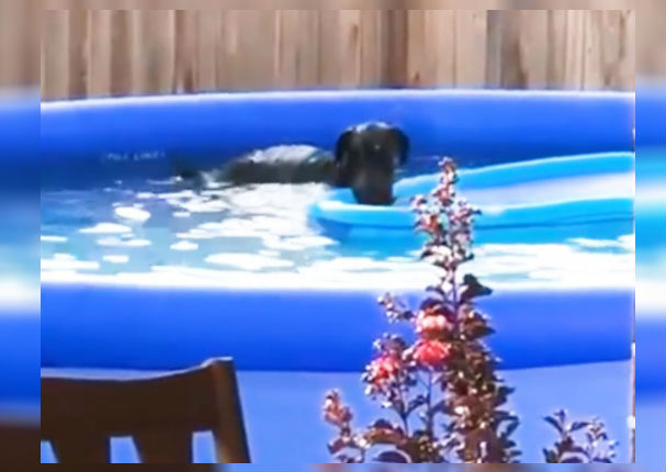 Facebook Viral: Perro tiene divertida reacción al ser descubierto en la piscina del vecino