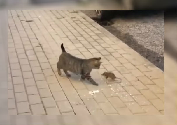 Youtube Viral: Pequeño ratón se enfrenta valientemente a gato y se vuelve viral (VIDEO)