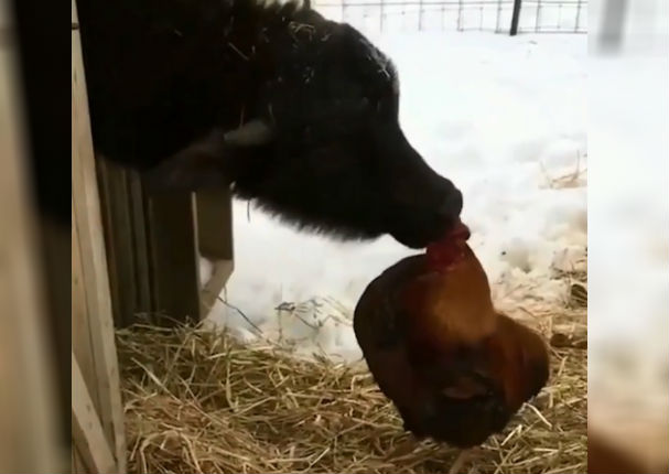 Instagram Viral: Vaca y gallo sorprenden al mundo con apasionado beso (VIDEO)