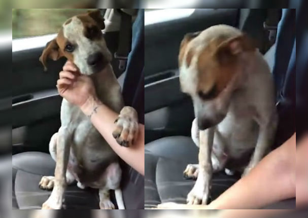 Viral: Mujer rescata a perro callejero y este le agradece de la mejor manera (VIDEO)