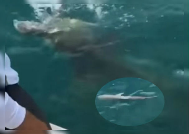 Youtube Viral: Turistas captan el preciso momento en el que un pez es devorado por otro