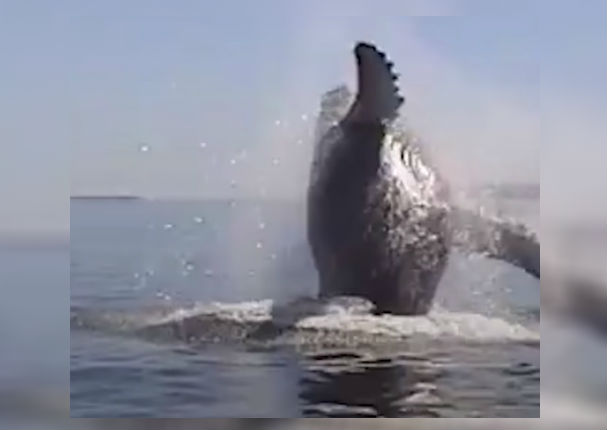 Facebook: El dramático rescate de una ballena se vuelve viral (VIDEO)