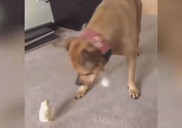 Youtube Viral: Pollito cree que un perro es su mamá pero este termina asustado (VIDEO)