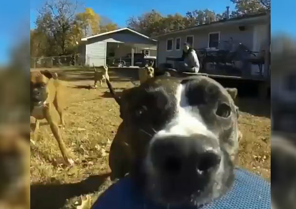 Facebook: Perro roba cámara GoPro y su travesura se vuelve viral (VIDEO)