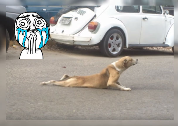 Youtube: Perro genera lástima por su condición hasta que sucede esto (VIDEO)