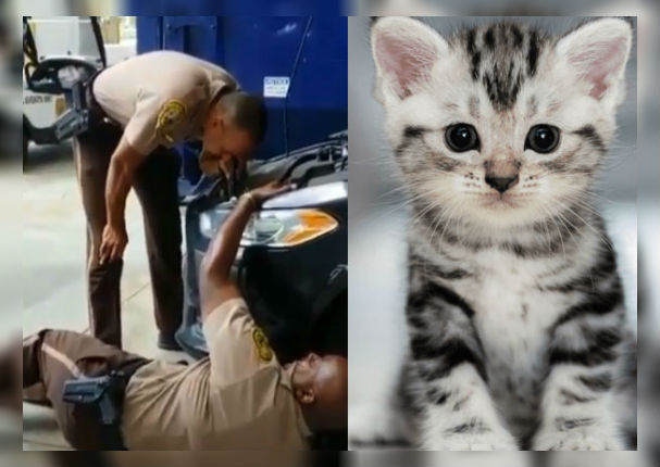Policías de Miami rescataron a gatito atrapado en el interior de un auto (VIDEO)