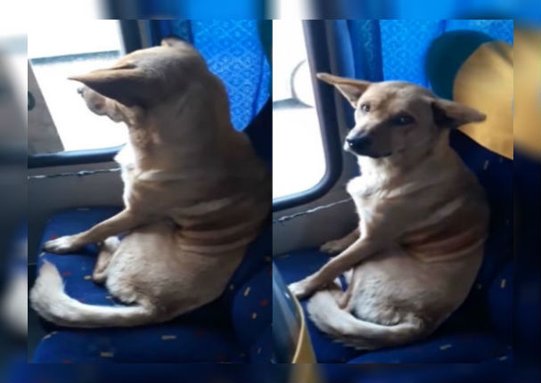 Facebook: Perrito que viaja como pasajero en bus se vuelve viral (VIDEO)