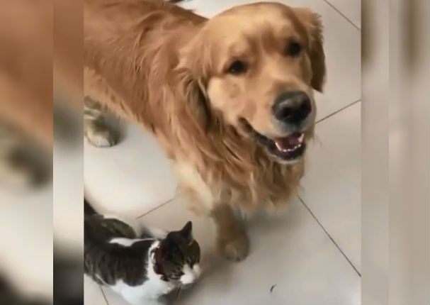 Facebook: Perrito obliga a gato a tomarse una foto juntos (VIDEO)