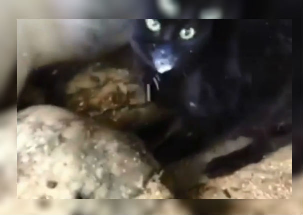 Viral: Este gato ama tanto la leche que se atrevió a hacer esto (VIDEO)
