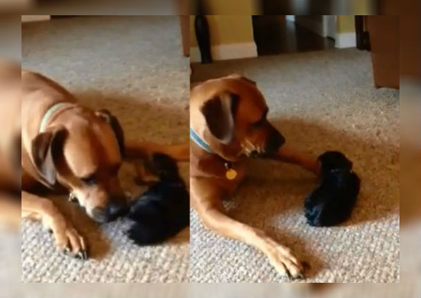 Youtube: Enorme perro se encuentra con cachorro de 1 kilo y sucede esto (VIDEO)