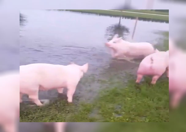Facebook: Cerdos son liberados y hacen de las suyas en laguna (VIDEO)