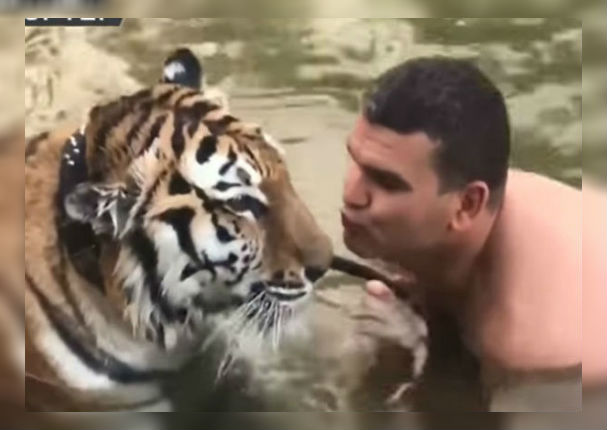 YouTube: Quería besar a un tigre y pasó esto (VIDEO)