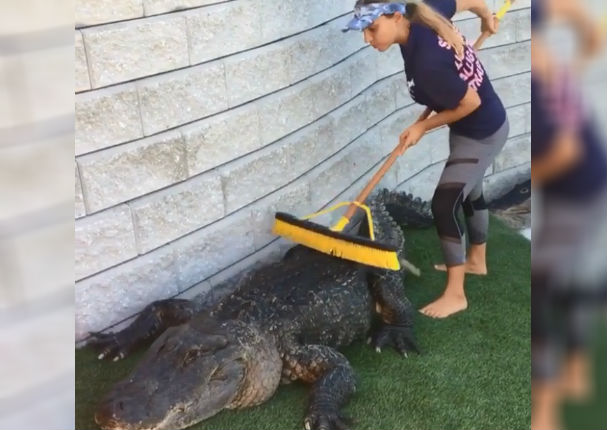 Instagram: Le rasca la espalda a cocodrilo y sucede esto (VIDEO)