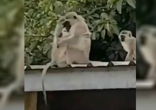 Instagram: Mono se reencuentra con su familia y el recibimiento es conmovedor (VIDEO)