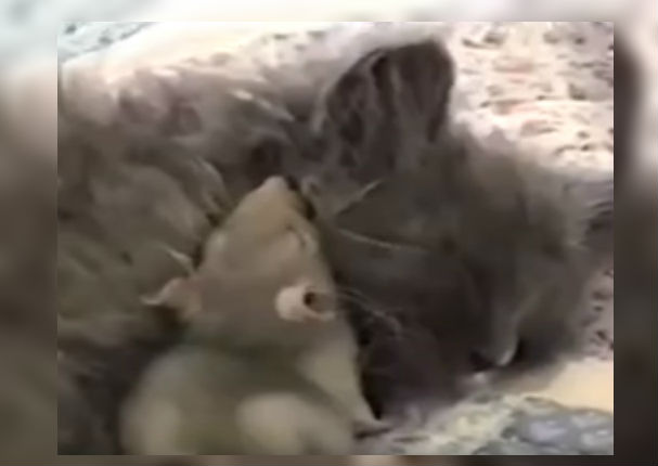 Youtube: La insólita amistad entre un gato y una rata se vuelve viral (VIDEO)