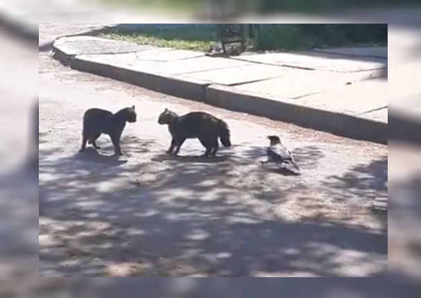 Viral: La insólita reacción de un cuervo ante pelea de gatos asombra a todos (VIDEO)