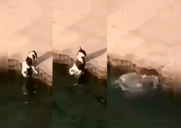 Instagram Viral: Perro solo quería tomar agua y casi termina ahogado (VIDEO)