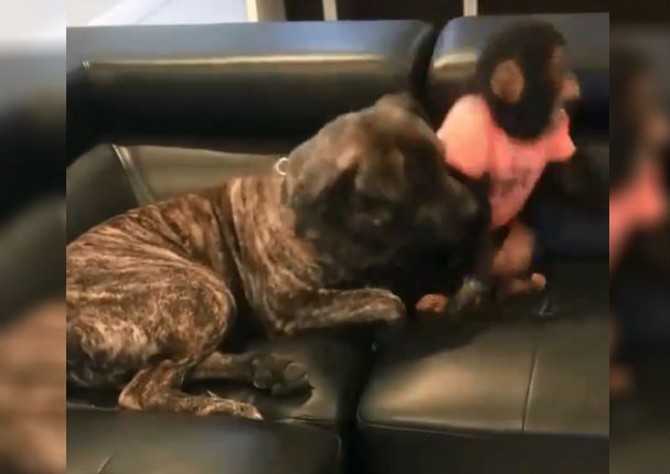 Instagram Viral: Mono molesta a Pitbull y esta fue su reacción (VIDEO)