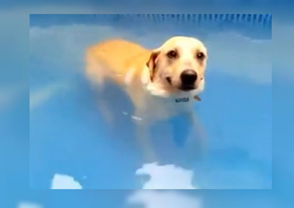 Facebook: Su dueño le pide que salga de la piscina y su berrinche se vuelve viral (VIDEO)