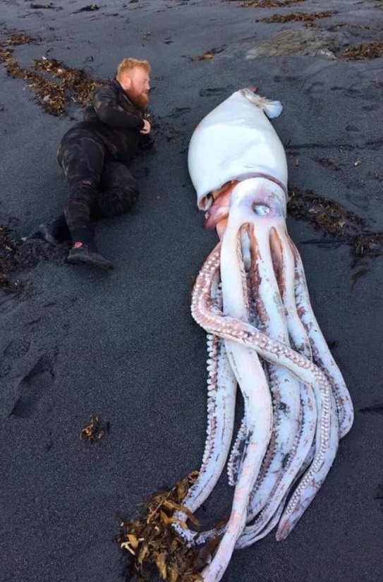 Calamar de más de 4 metros fue encontrado a orillas de una playa