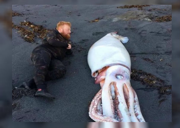 Calamar de más de 4 metros fue encontrado a orillas de una playa