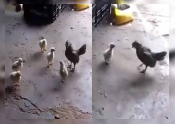 Facebook: Pollitos pelean con gallo abusivo y se vuelven viral (VIDEO)