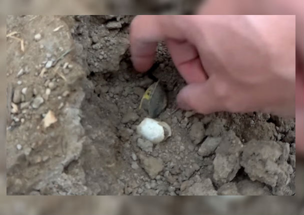 Youtube: Video de hombre que ayuda a tortugas a salir de su nido se vuelve viral (VIDEO)