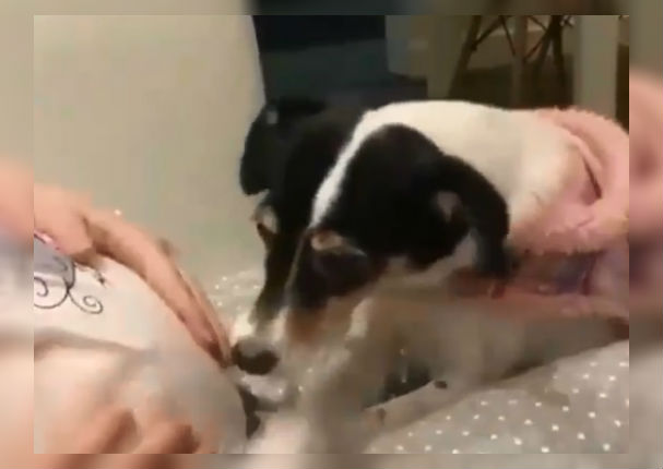 Instagram Viral: La conmovedora reacción de un perrito hacia su dueña embarazada (VIDEO)