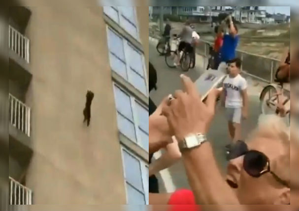 Youtube Viral: Gato se lanza del sexto piso y lo que pasó asustó a todos (VIDEO)
