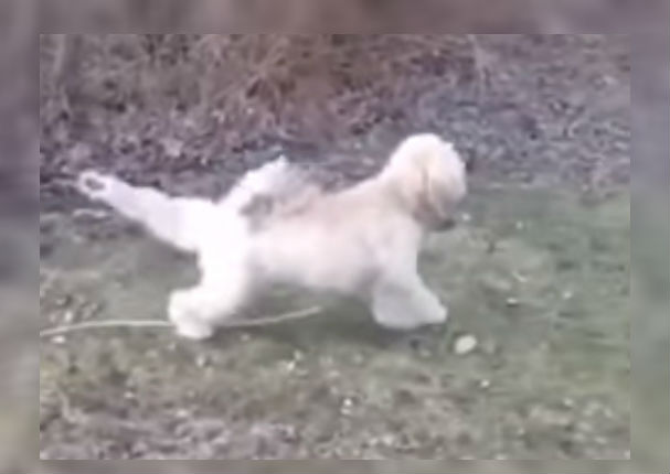 Facebook: Este video te mostrará lo divertido que es tener un perro (VIDEO)
