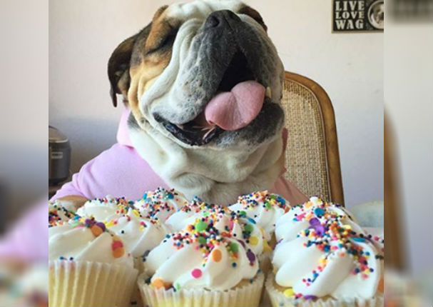Aprende receta de cupcakes caseros para tu mascota