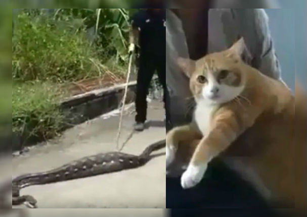 Youtube: Gato sobrevive al ser devorado por una boa (VIDEO)