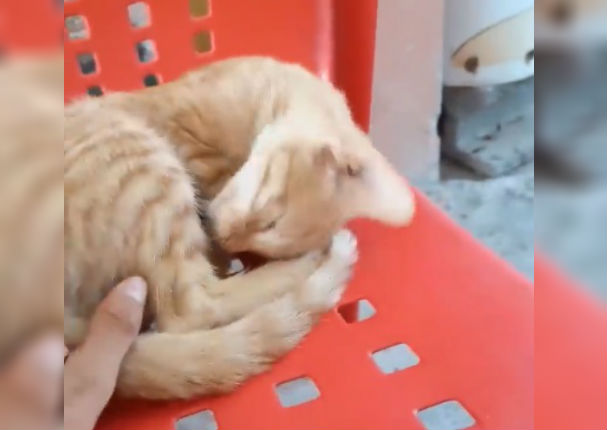 Tremendo susto que se llevó al notar que su gato no despertaba (VIDEO)