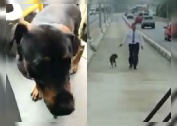 Facebook: Chofer detiene bus para rescatar a un asustado perrito (VIDEO)