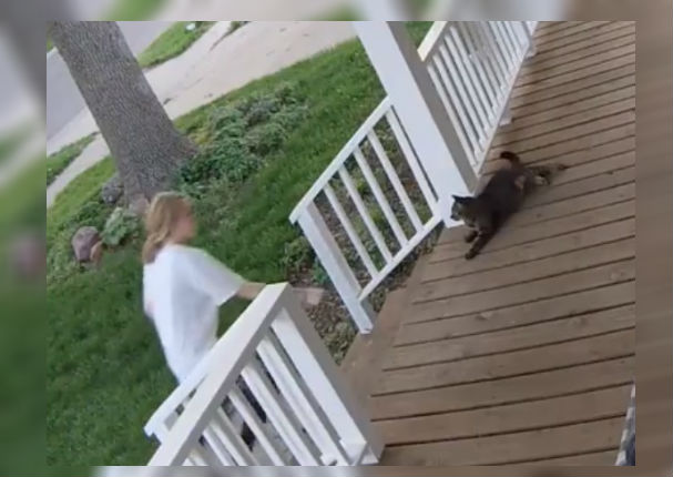 Cámara de seguridad graba el preciso momento en que un gato fue secuestrado (VIDEO)