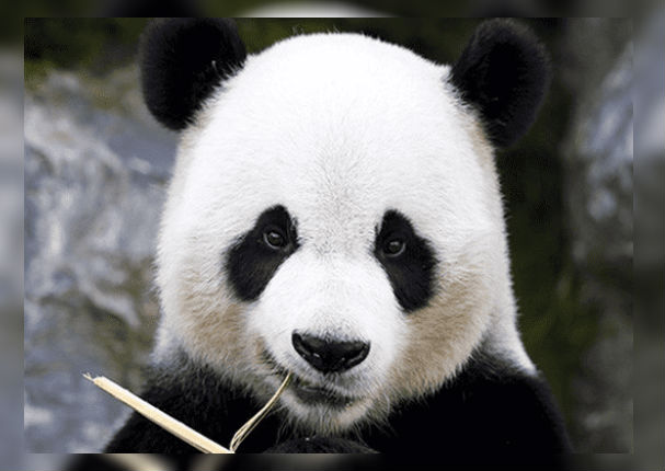 China: Planta de energía solar tiene forma de oso panda (FOTO)